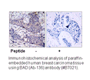 Product image for BAD (Ab-136) Antibody