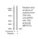 Product image for BAD (Ab-136) Antibody