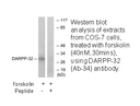 Product image for DARPP-32 (Ab-34) Antibody