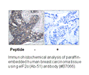 Product image for eIF2&alpha; (Ab-51) Antibody