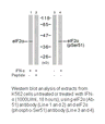 Product image for eIF2&alpha; (Ab-51) Antibody