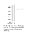 Product image for Estrogen Receptor-&alpha; (Ab-167) Antibody