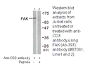 Product image for FAK (Ab-397) Antibody