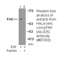 Product image for FAK (Ab-925) Antibody