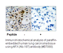 Product image for AFX (Ab-197) Antibody