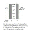 Product image for AFX (Ab-197) Antibody