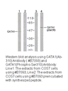 Product image for GATA1 (Ab-310) Antibody