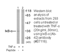 Product image for I&kappa;B-&alpha; (Ab-42) Antibody