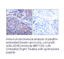 Product image for I&kappa;B-&alpha; (Ab-32/36) Antibody