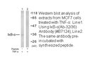 Product image for I&kappa;B-&alpha; (Ab-32/36) Antibody