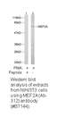 Product image for MEF2A (Ab-312) Antibody