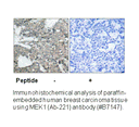 Product image for MEK1/2 (Ab-221) Antibody