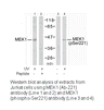 Product image for MEK1/2 (Ab-221) Antibody