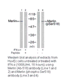 Product image for Merlin (Ab-518) Antibody