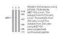 Product image for p53 (Ab-15) Antibody