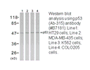 Product image for p53 (Ab-315) Antibody