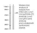 Product image for p53 (Ab-37) Antibody