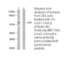 Product image for p53 (Ab-46) Antibody