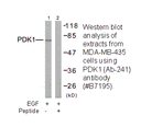 Product image for PDK1 (Ab-241) Antibody