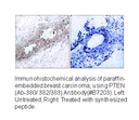 Product image for PTEN (Ab-380/382/383) Antibody