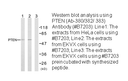 Product image for PTEN (Ab-380/382/383) Antibody