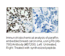 Product image for Retinoblastoma (Ab-780) Antibody