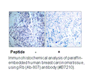 Product image for Retinoblastoma (Ab-807) Antibody