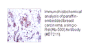 Product image for Rel (Ab-503) Antibody