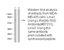 Product image for Rel (Ab-503) Antibody