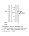 Product image for Src (Ab-418) Antibody