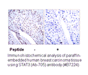 Product image for STAT3 (Ab-705) Antibody