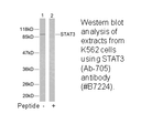 Product image for STAT3 (Ab-705) Antibody