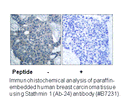 Product image for Stathmin 1 (Ab-24) Antibody