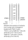 Product image for Stathmin 1 (Ab-24) Antibody