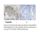 Product image for TYK2 (Ab-1054) Antibody