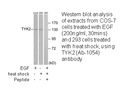 Product image for TYK2 (Ab-1054) Antibody