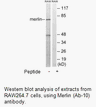 Product image for Merlin (Ab-10) Antibody