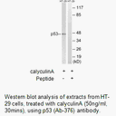 Product image for p53 (Ab-376) Antibody