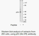 Product image for p53 (Ab-378) Antibody