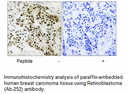 Product image for Retinoblastoma (Ab-252) Antibody