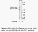 Product image for CaMK2-&beta;/&gamma;/&delta; (Ab-287) Antibody