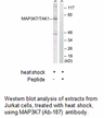 Product image for MAP3K7 (Ab-187) Antibody