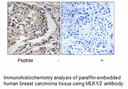 Product image for MLK1/2 (Ab-312/266) Antibody