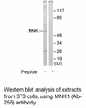 Product image for MNK1 (Ab-255) Antibody