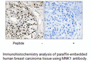 Product image for MNK1 (Ab-250) Antibody