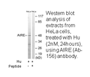 Product image for AIRE (Ab-156) Antibody