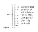 Product image for APLF (Ab-116) Antibody