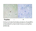 Product image for Bax (Ab-184) Antibody