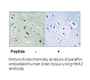 Product image for HtrA2 (Ab-212) Antibody