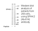 Product image for SPHK2 (Ab-614) Antibody